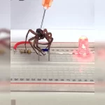 Scientists are turning dead spiders into robots, the tech is called ‘necrobotics’ [WATCH]