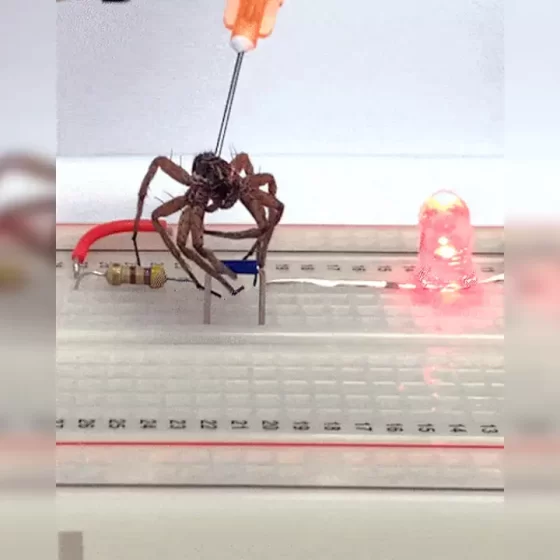 Scientists are turning dead spiders into robots, the tech is called 'necrobotics' [WATCH]